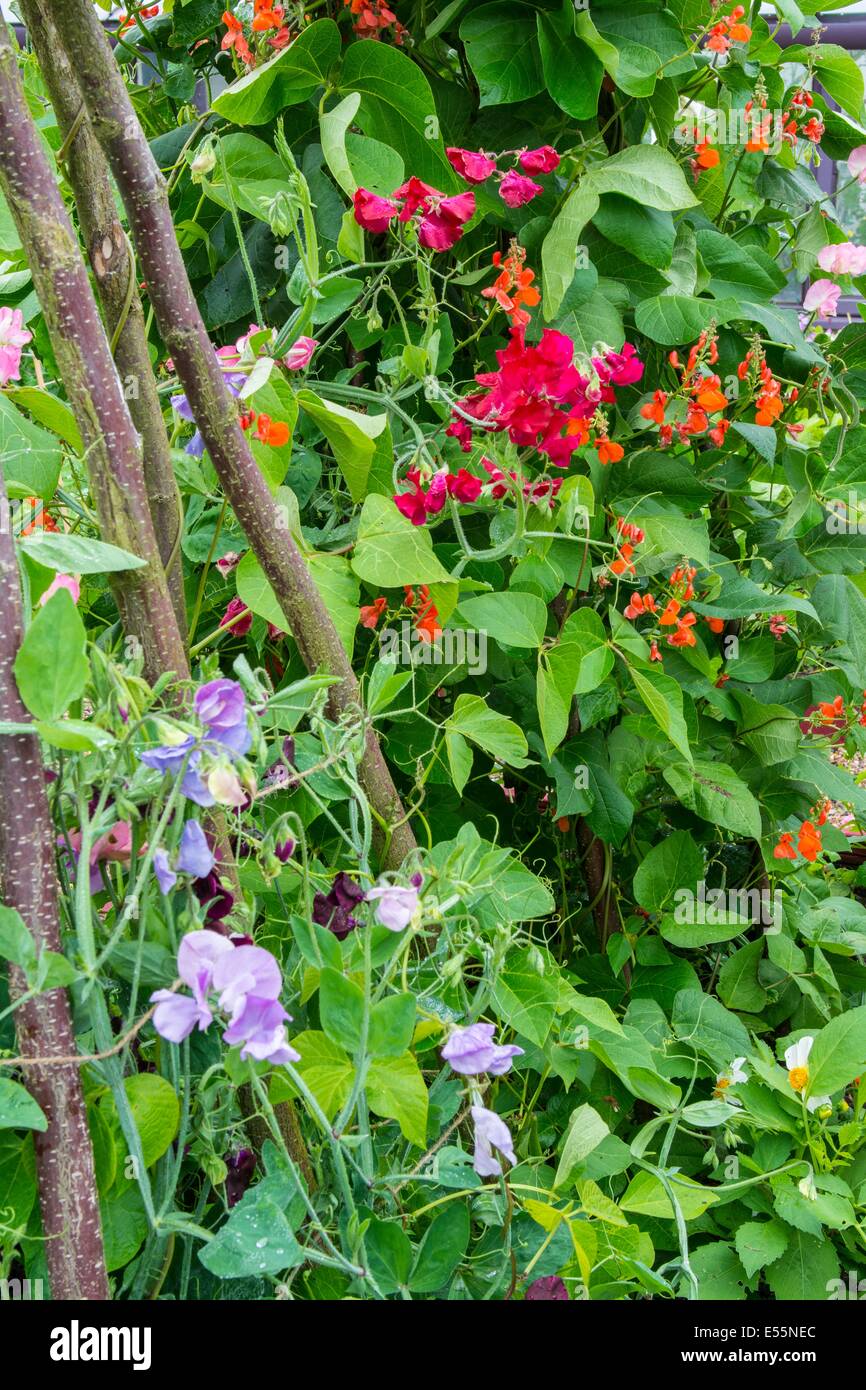 Summer garden with Runner beans growing alongside old fashion sweet peas. England, July Stock Photo