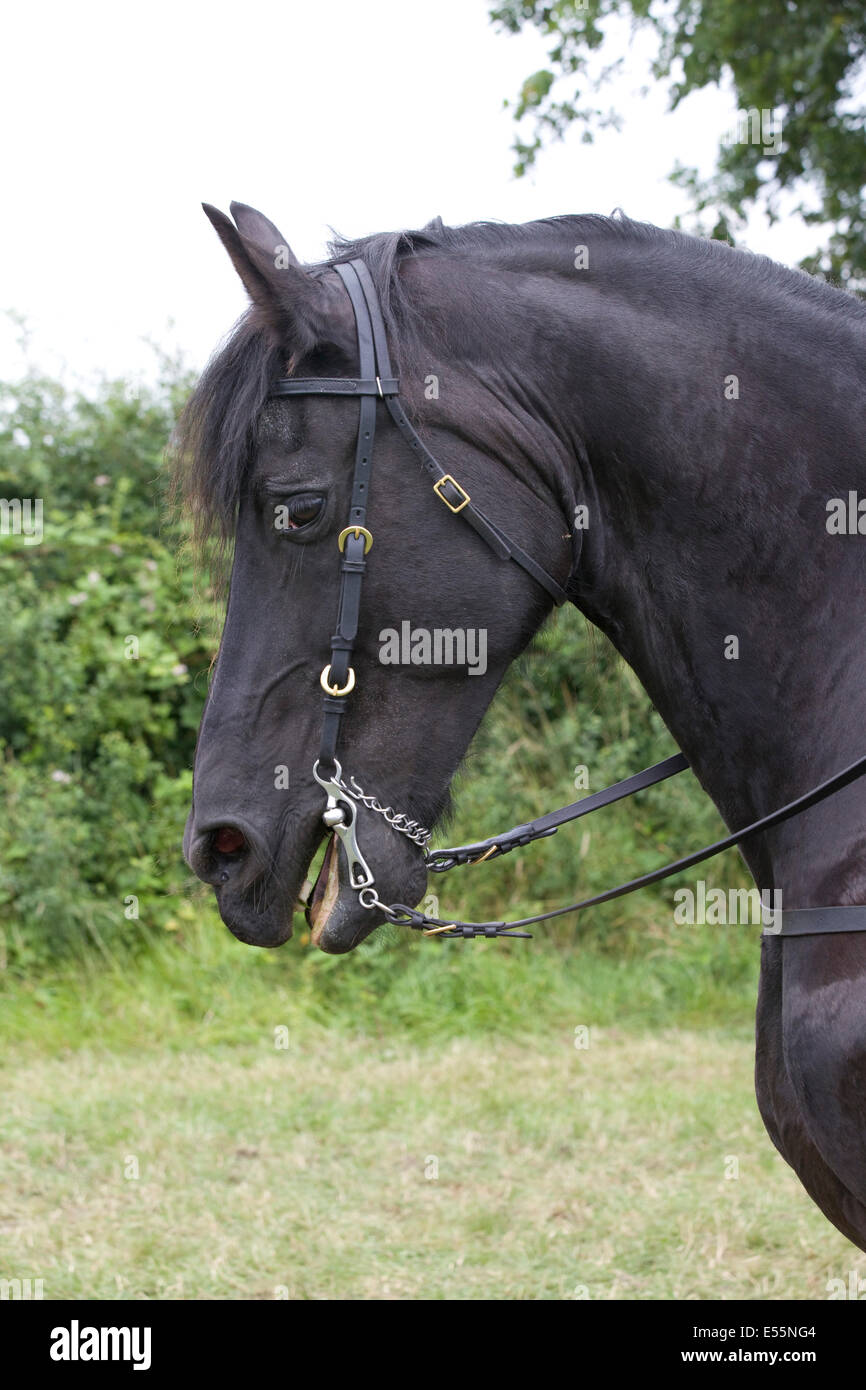 Close up of a military horses head Stock Photo