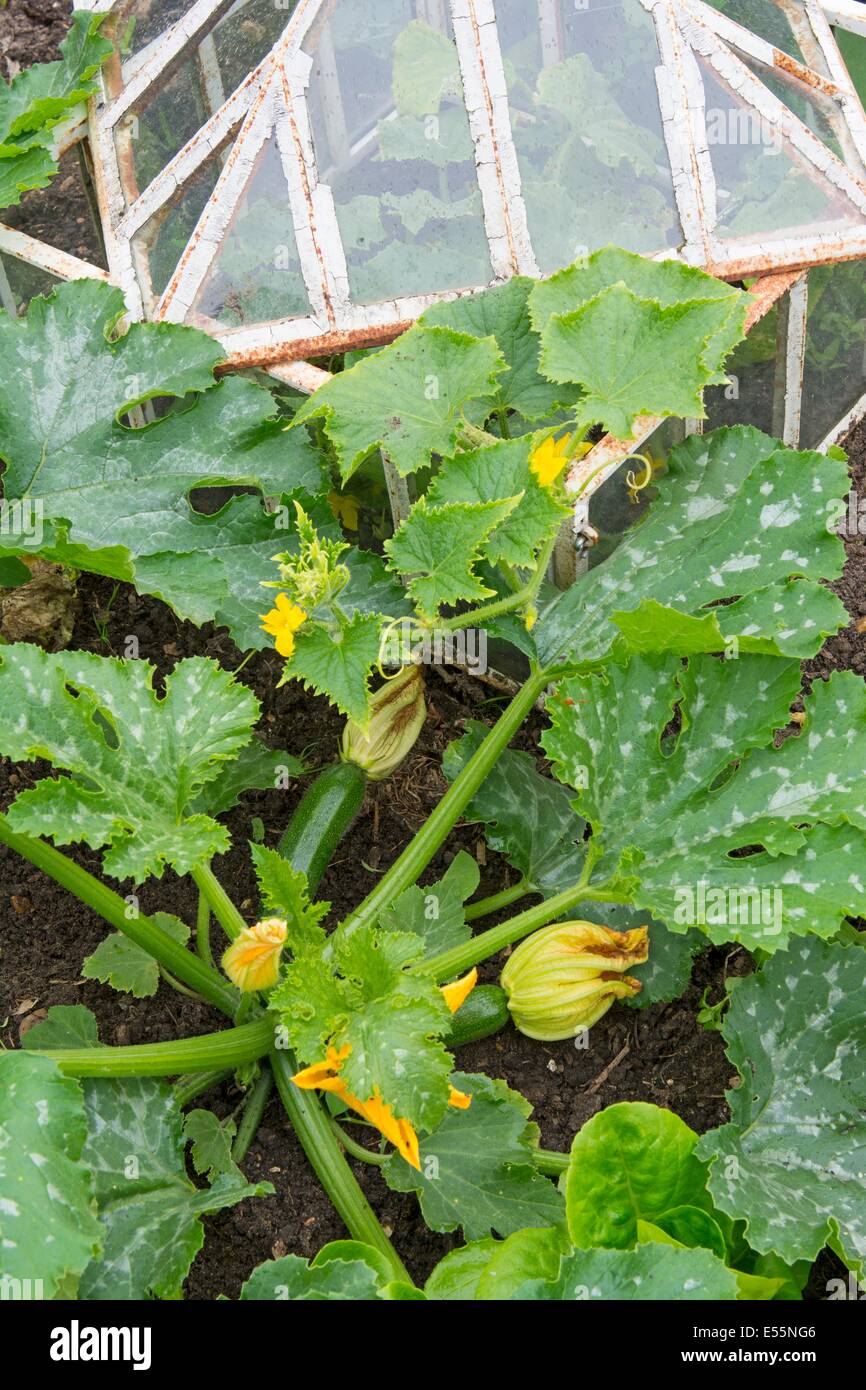 View of small raised bed crops including, courgettes, lettuce and ...
