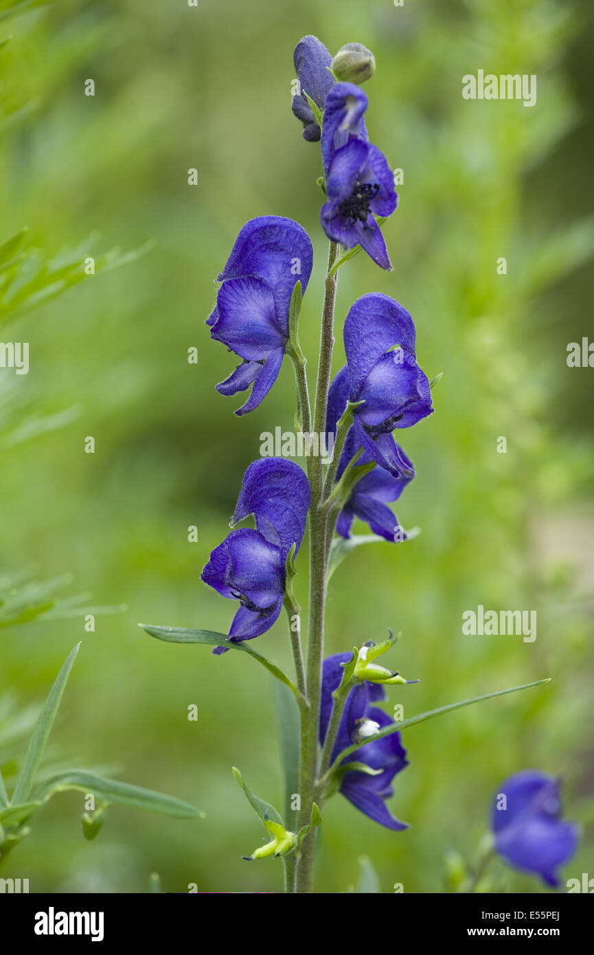 monkshood, aconitum napellus Stock Photo