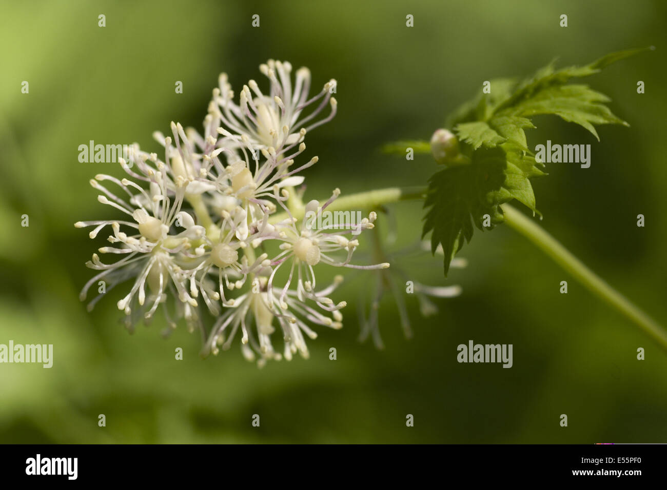 baneberry, actaea spicata Stock Photo