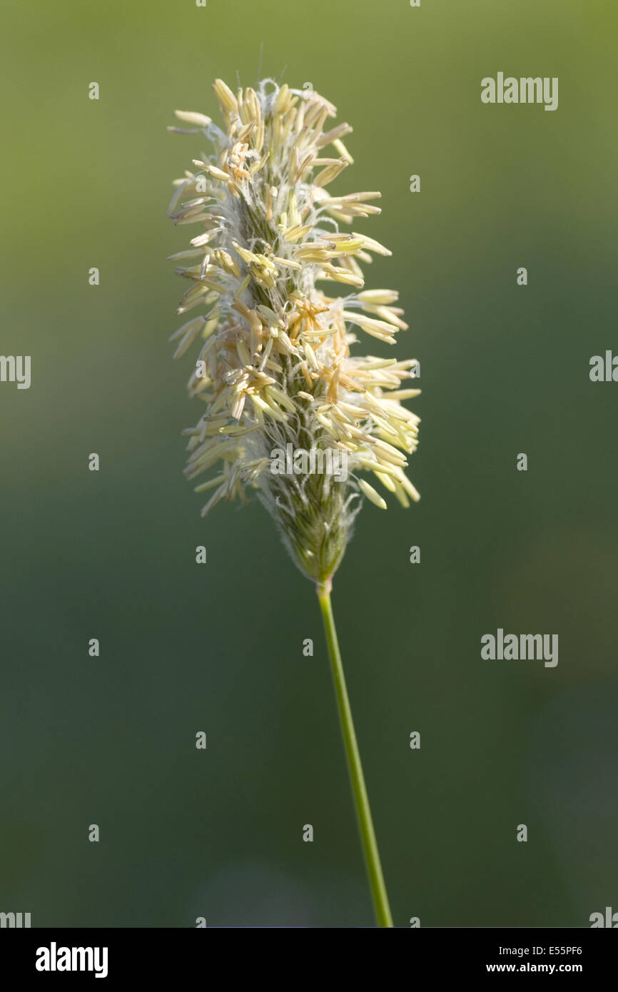 meadow foxtail, alopecurus pratensis Stock Photo