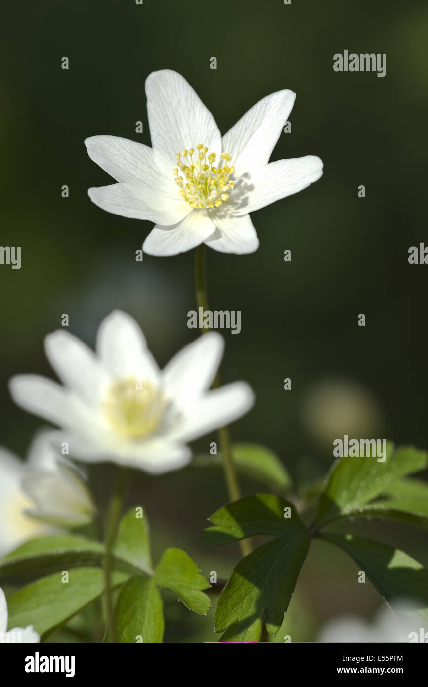 wood anemone, anemone nemorosa Stock Photo Alamy