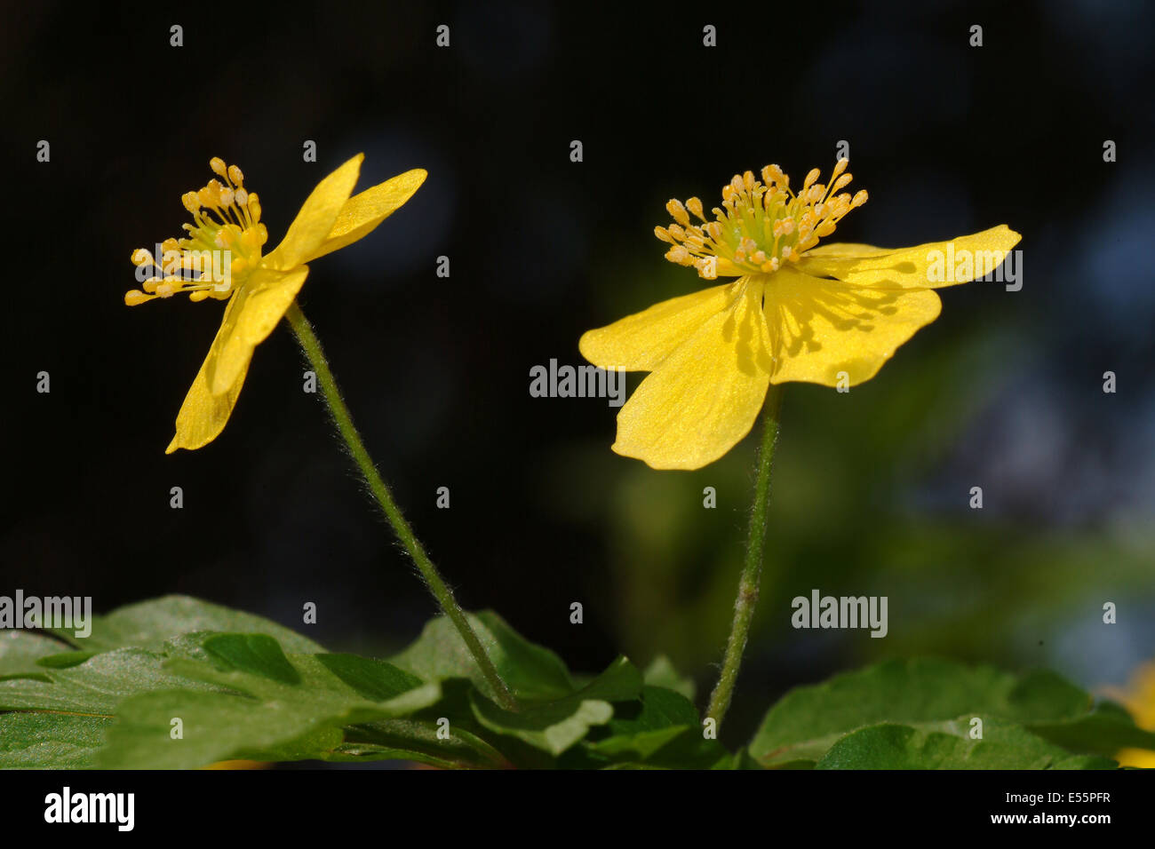 yellow wood anemone, anemone ranunculoides Stock Photo - Alamy