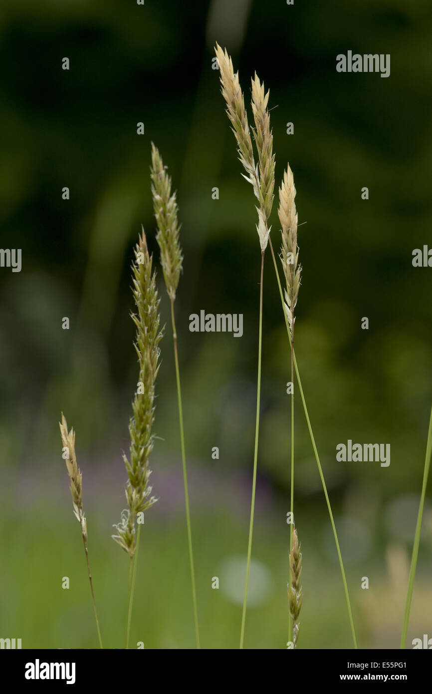sweet vernal grass, anthoxanthum odoratum Stock Photo Alamy