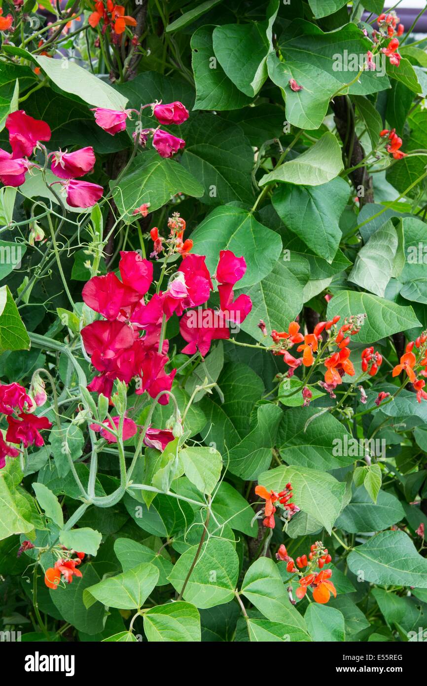 Summer garden with Runner beans growing alongside old fashion sweet peas. England, July Stock Photo