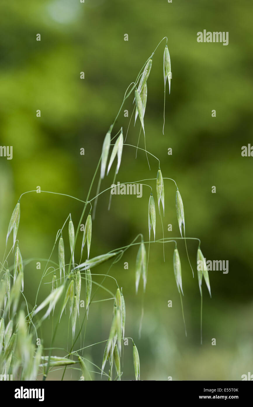 common wild oat, avena fatua Stock Photo