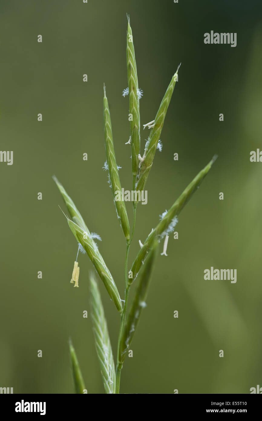 tor-grass, brachypodium pinnatum Stock Photo