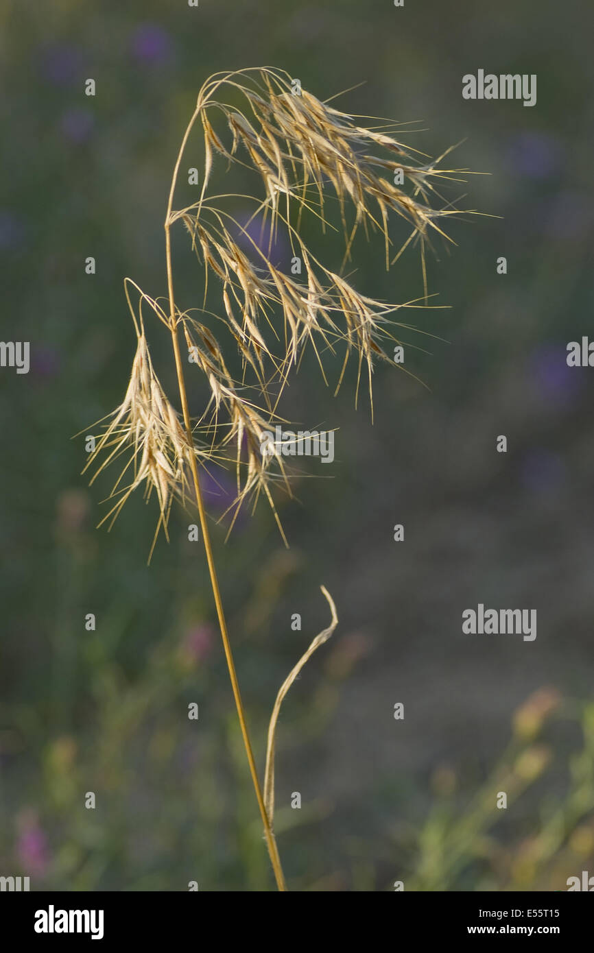 cheat grass, bromus tectorum Stock Photo