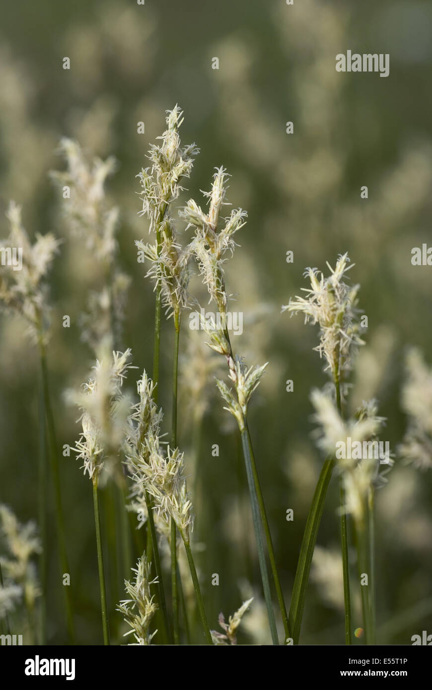 carex brizoides Stock Photo Alamy