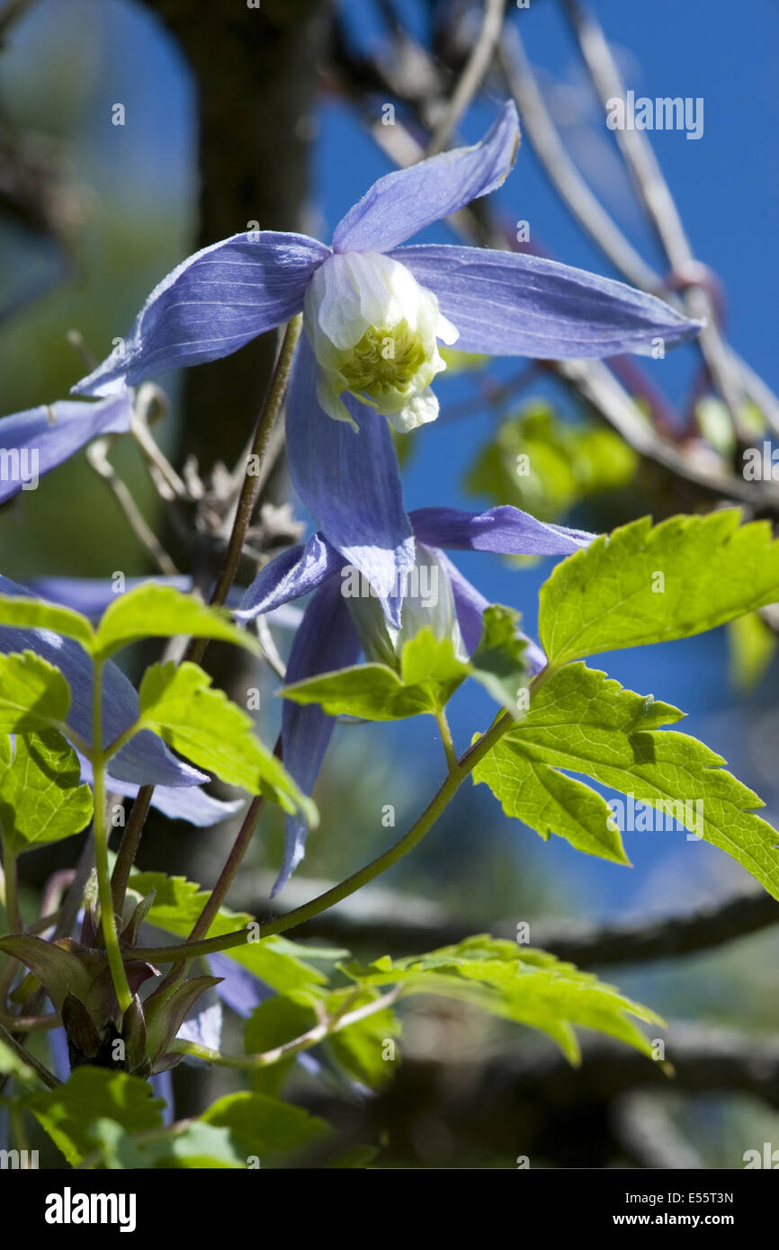 alpine clematis, clematis alpina Stock Photo