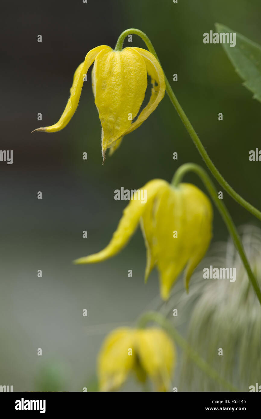 golden clematis, clematis tangutica Stock Photo