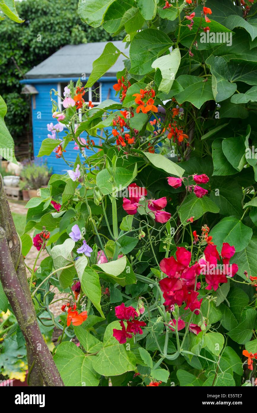 Summer garden with Runner beans growing alongside old fashion sweet peas. England, July Stock Photo