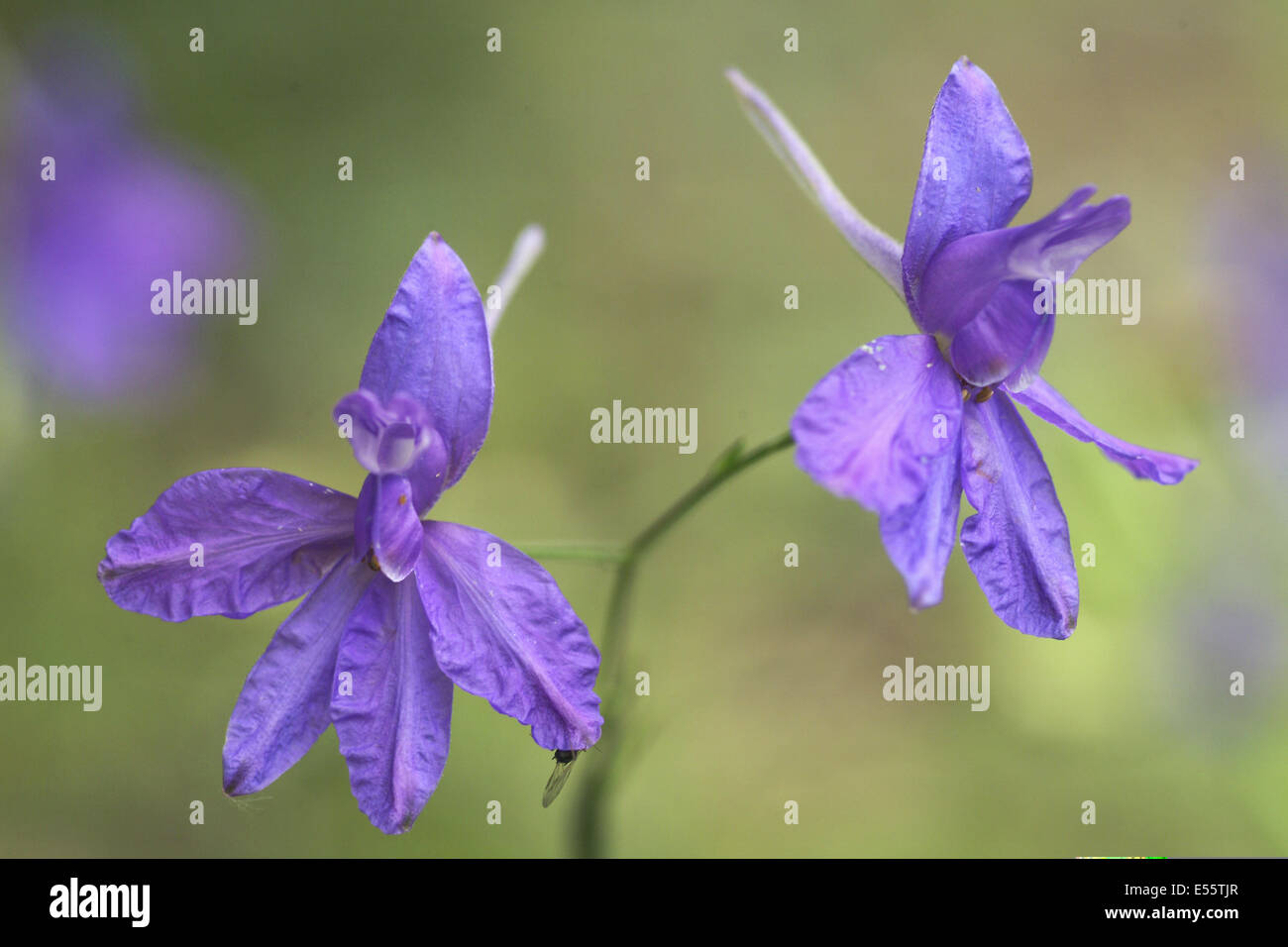 Rocket larkspur hi-res stock photography and images - Alamy