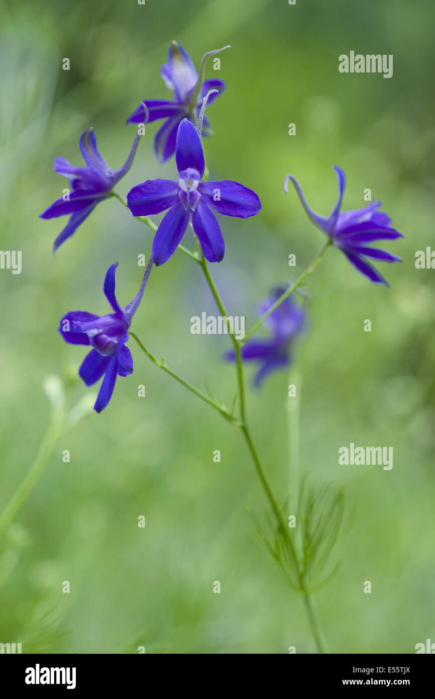 Forking Larkspur High Resolution Stock Photography and Images - Alamy