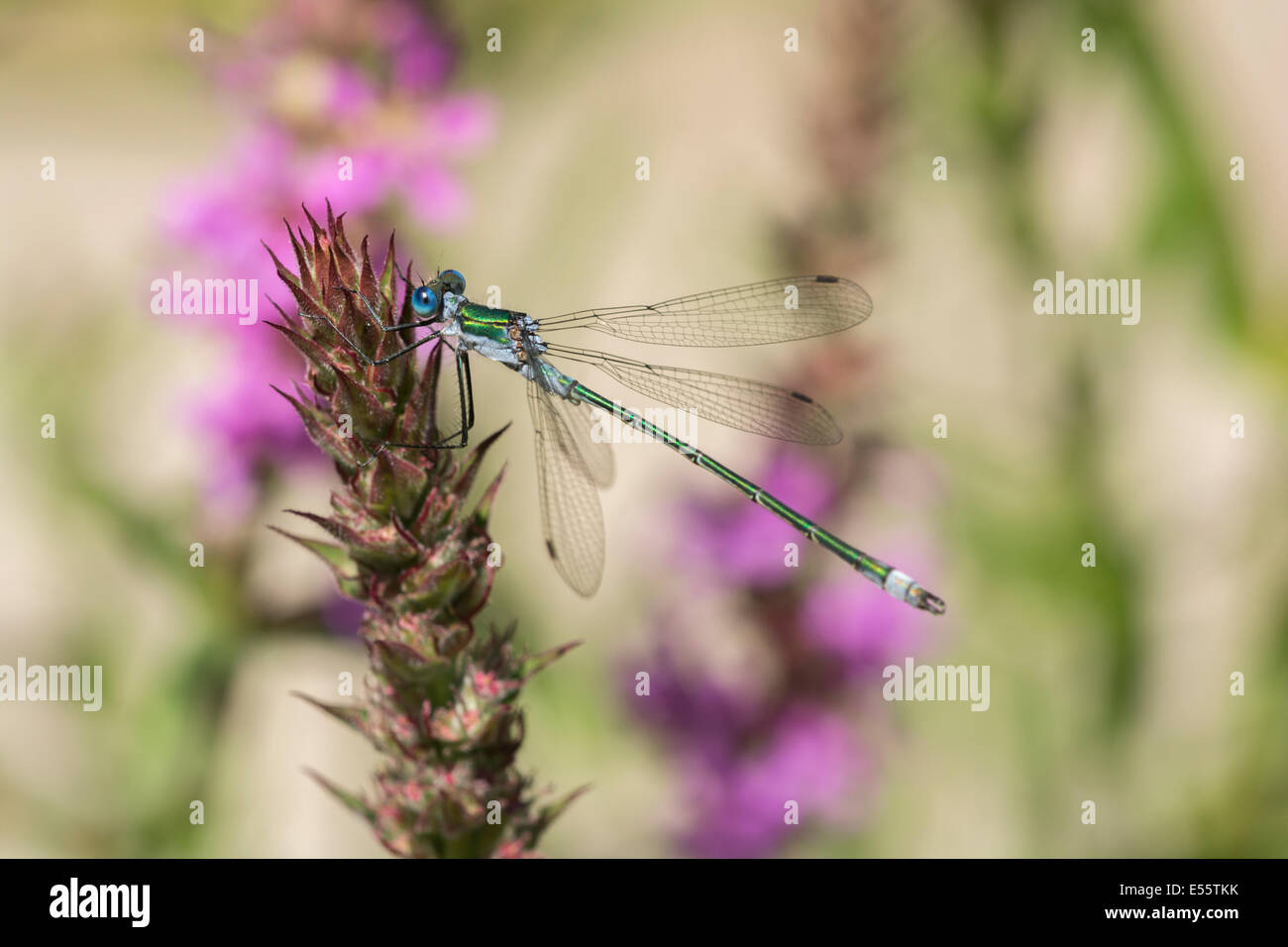 An Emerald Damselfly, Lestes Sponsa, resting on a flower stem at ...