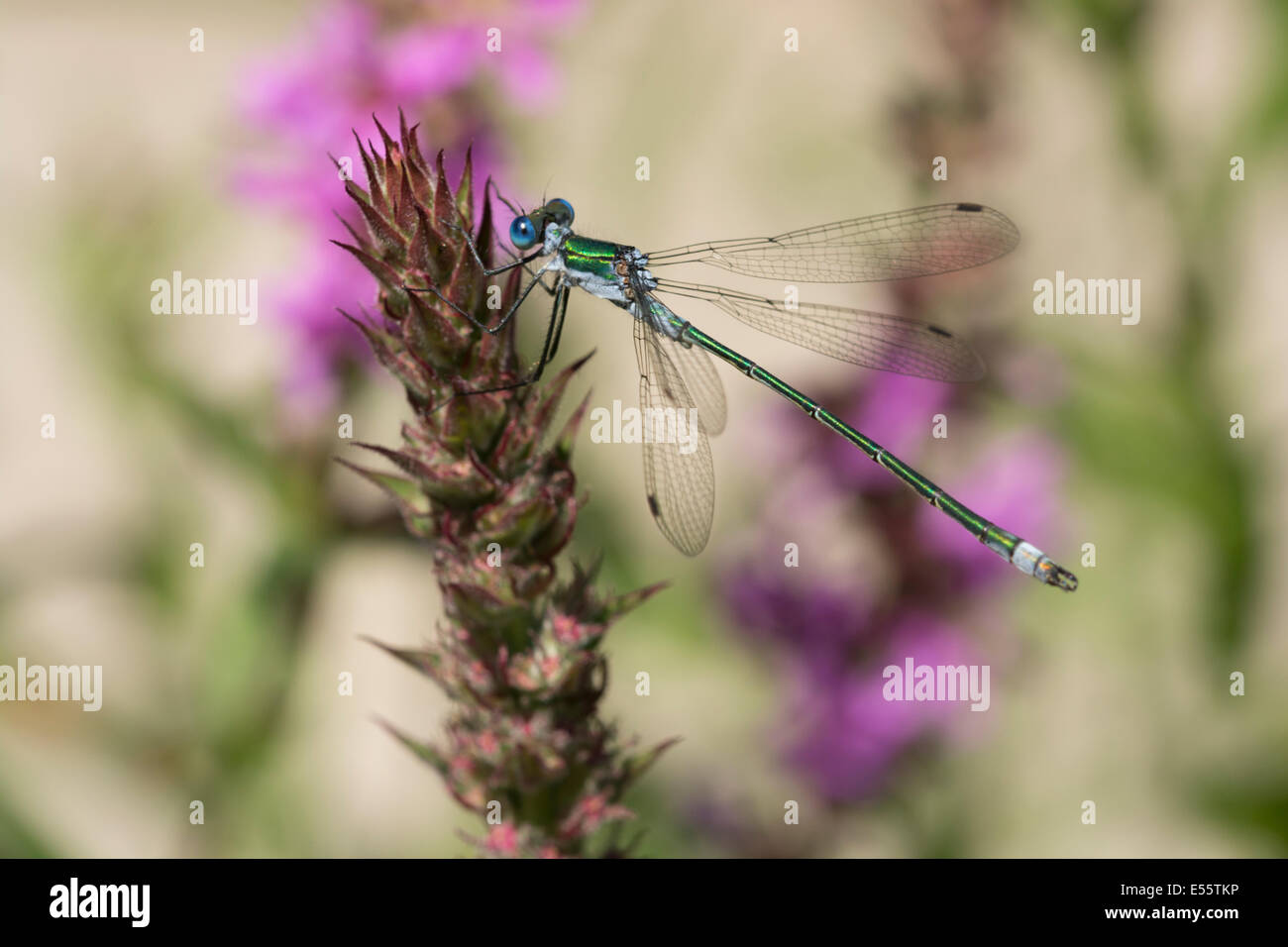 An Emerald Damselfly, Lestes Sponsa, resting on a flower stem at the RSPB Fairburn Ings Nature Reserve Stock Photo