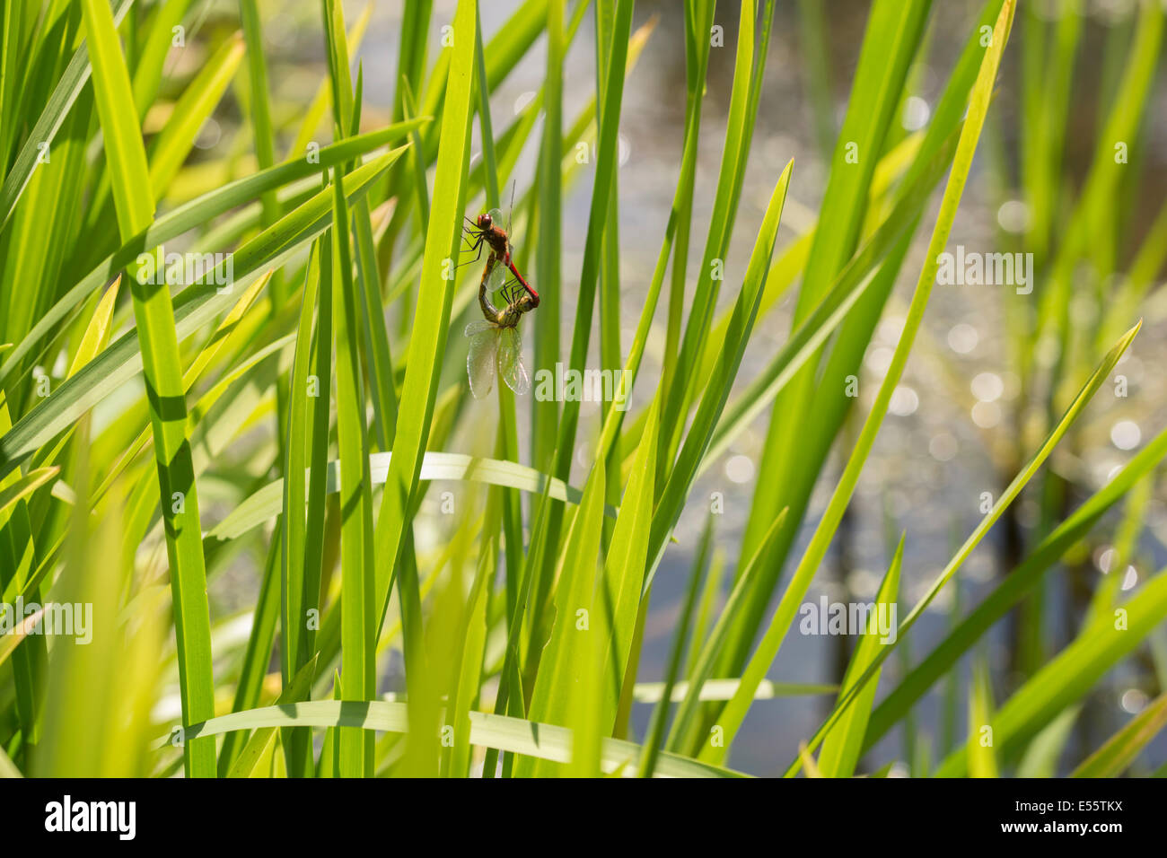 An image of Ruddy Darter dragonflies mating (male is red) at Fairburn Ings Nature Reserve. Stock Photo