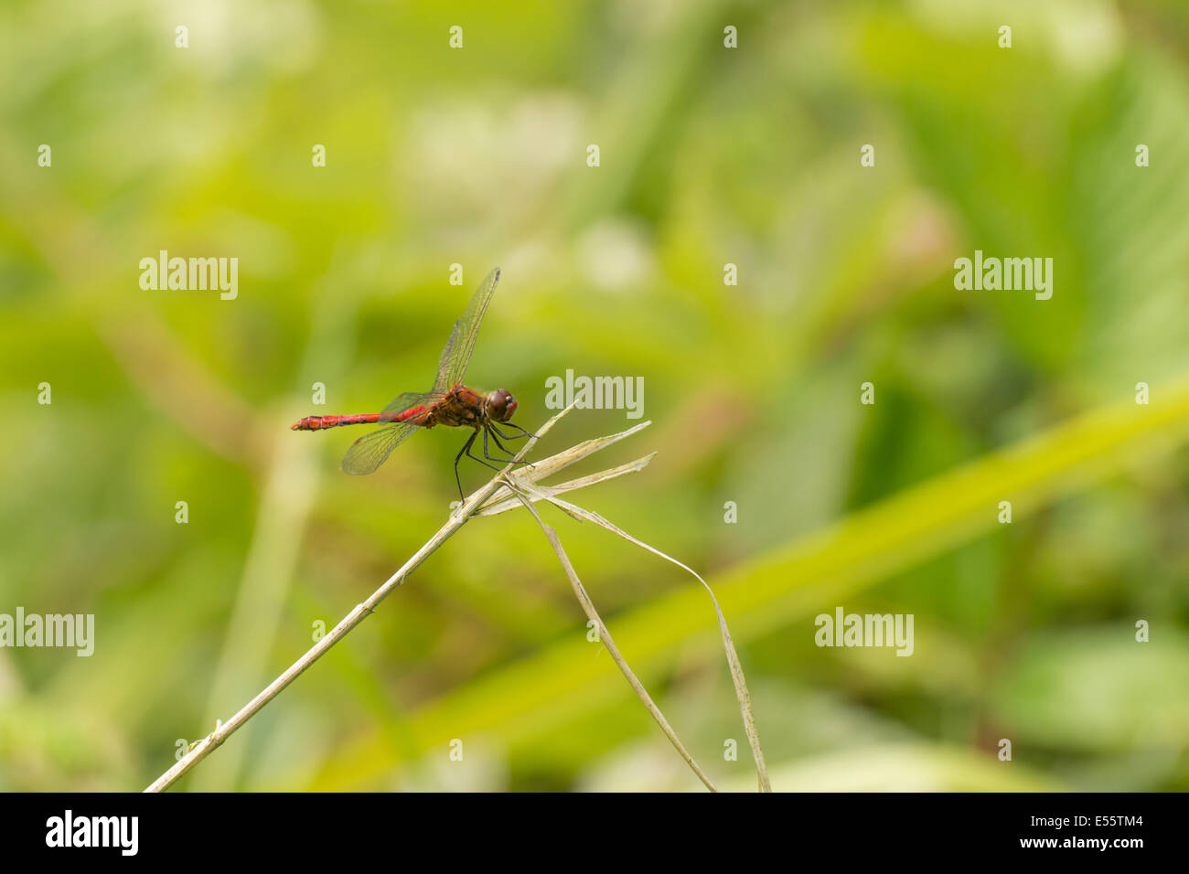 A Ruddy Darter dragonfly, Sympetrum Sanguineum, sitting on a twig at the RSPB Fairburn Ings nature reserve in West Yorkshire. Stock Photo