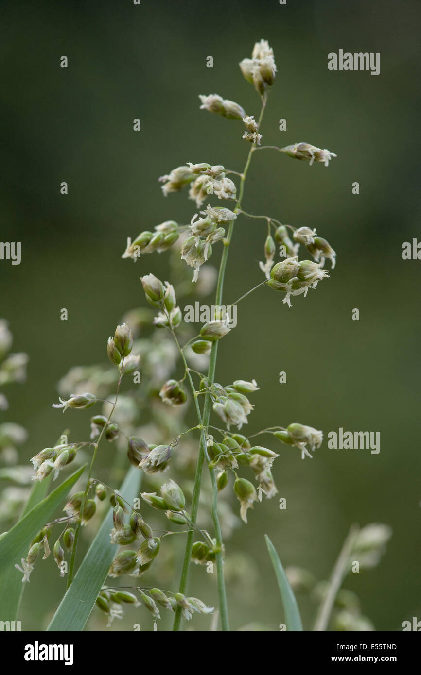 sweet grass, hierochloe odorata Stock Photo