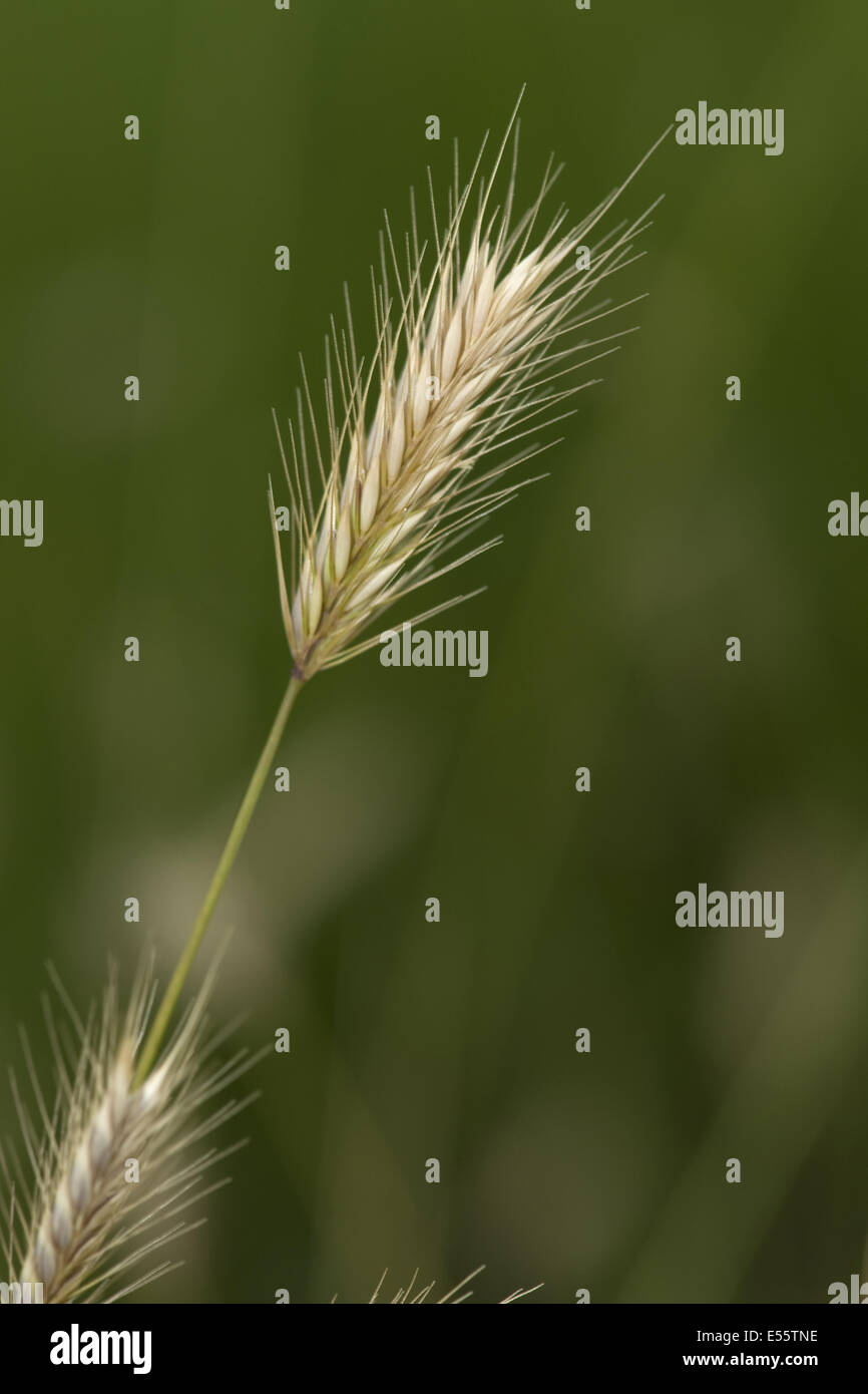 meadow barley, hordeum secalinum Stock Photo