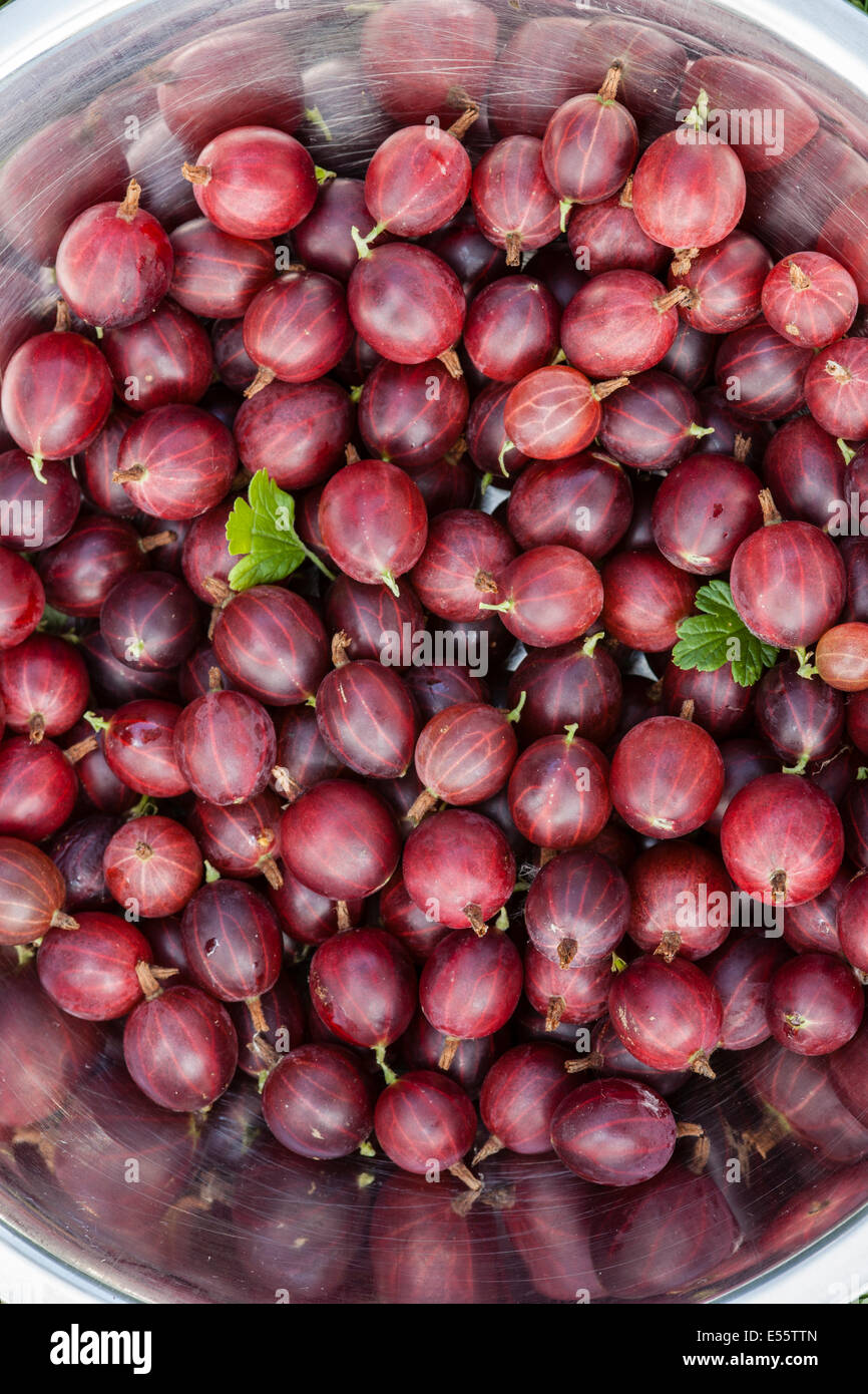 Bowl of purple gooseberries Stock Photo