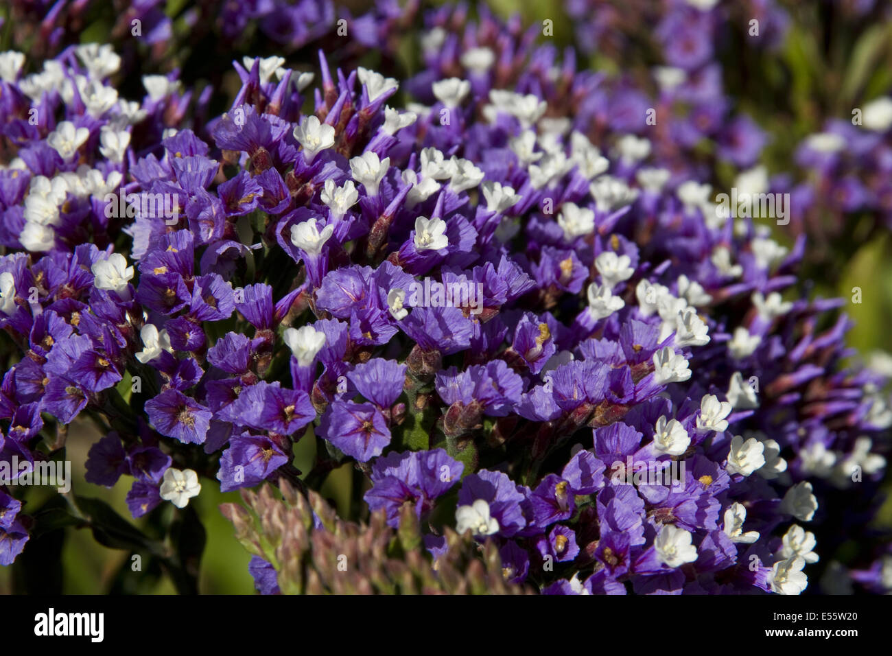 sea lavender, limonium brassicaefolium ssp. brassicaefolium Stock Photo