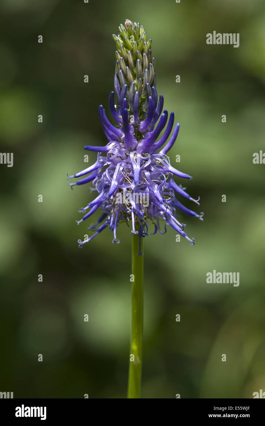 phyteuma betonicifolium Stock Photo