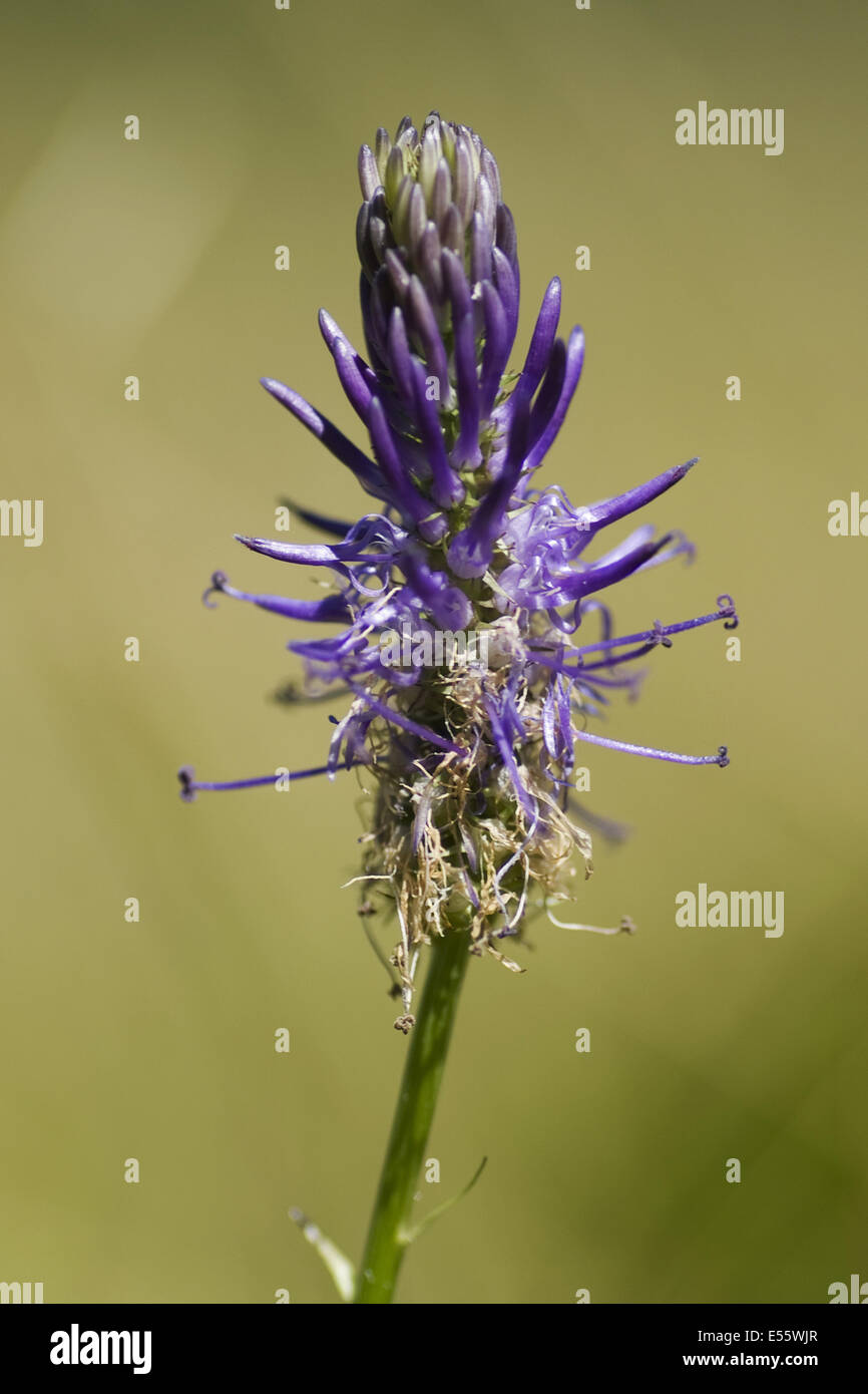 phyteuma betonicifolium Stock Photo