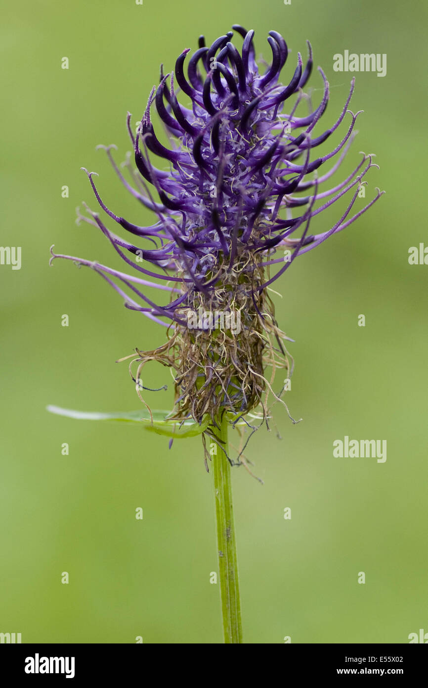 Rampions hires stock photography and images Alamy