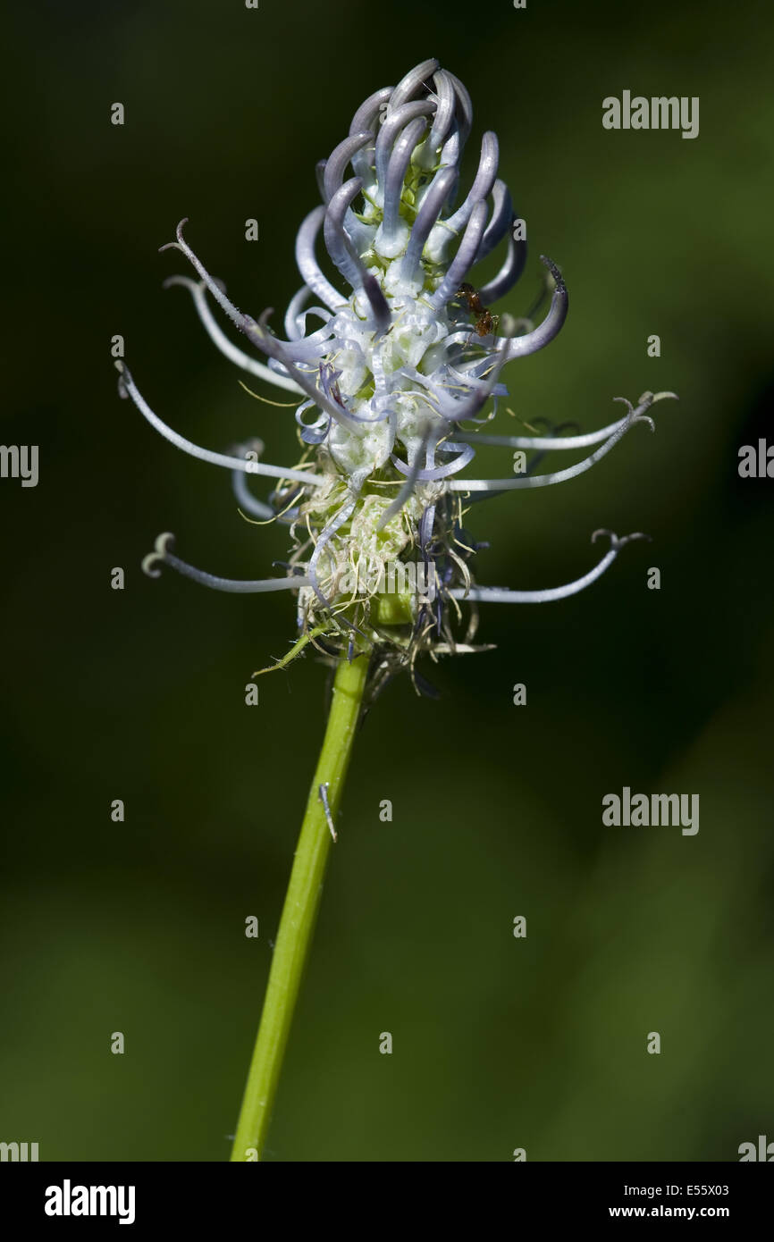 spiked rampion, phyteuma spicatum Stock Photo