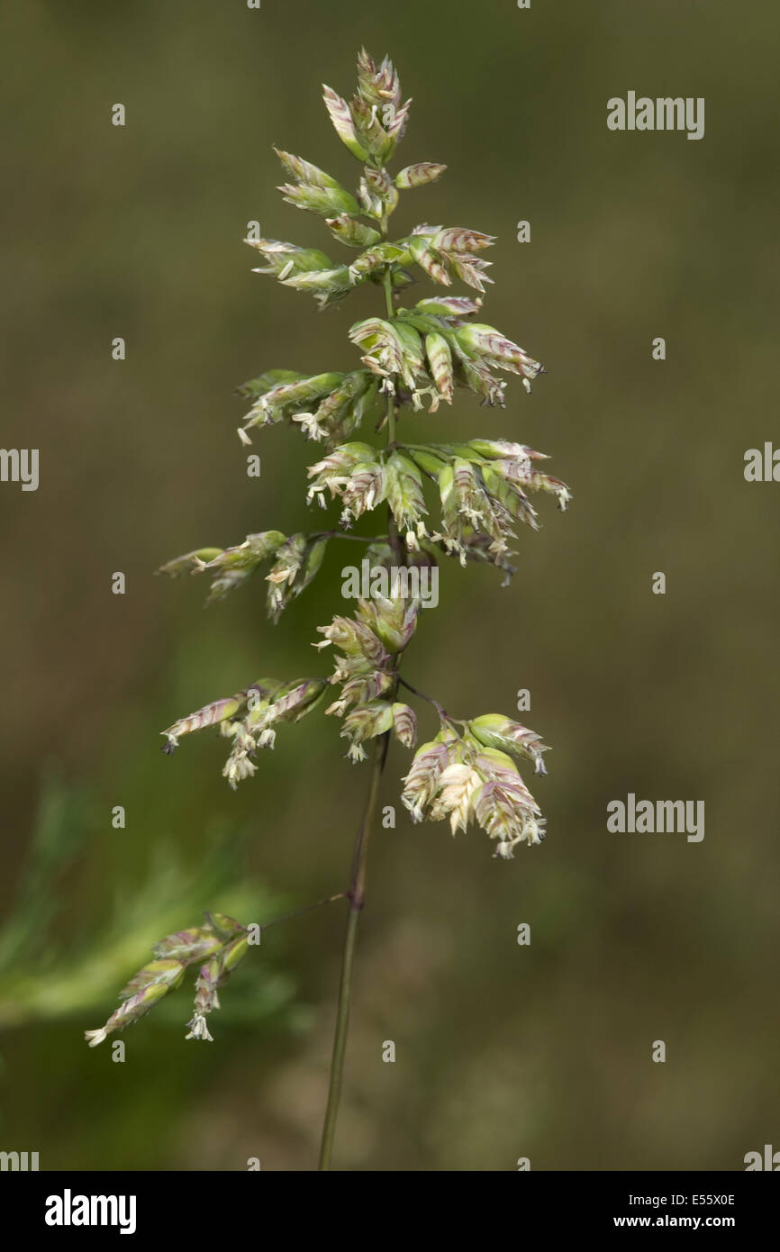 baden's bluegrass, poa badensis Stock Photo