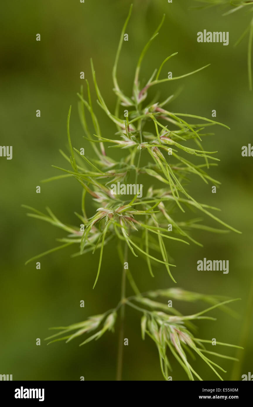 bulbous bluegrass, poa bulbosa Stock Photo