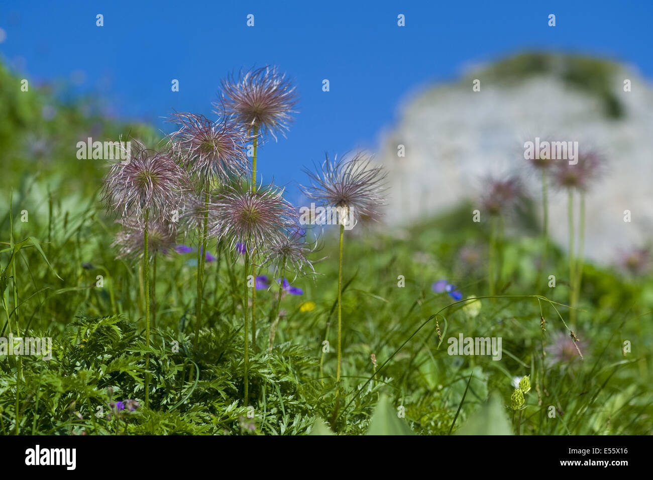 alpine pasqueflower, pulsatilla alpina ssp. alpina Stock Photo