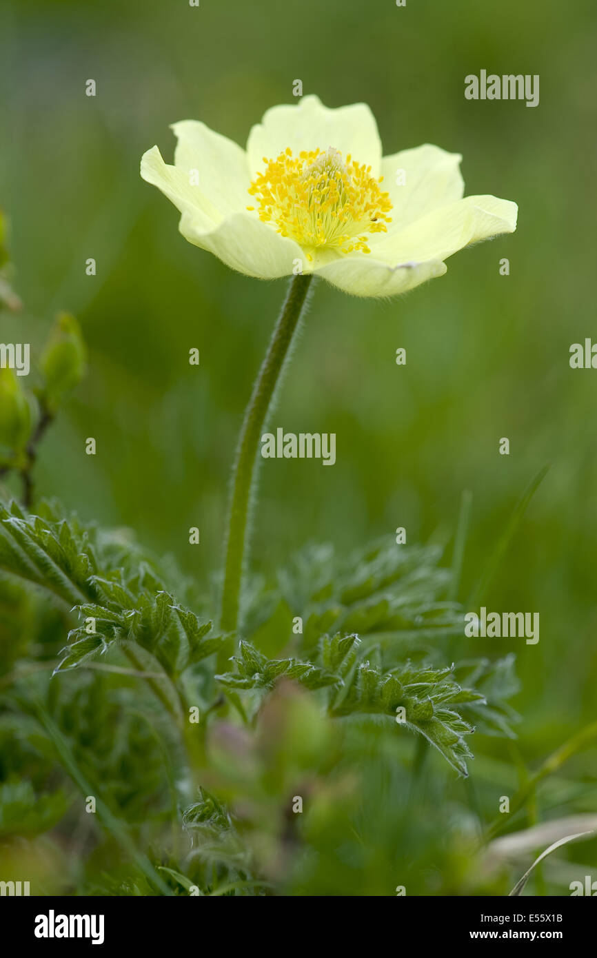 alpine pasqueflower, pulsatilla alpina ssp. apiifolia Stock Photo