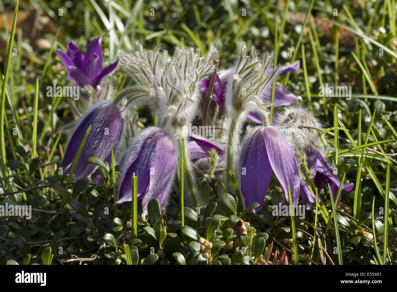 common pasque flower, pulsatilla vulgaris Stock Photo