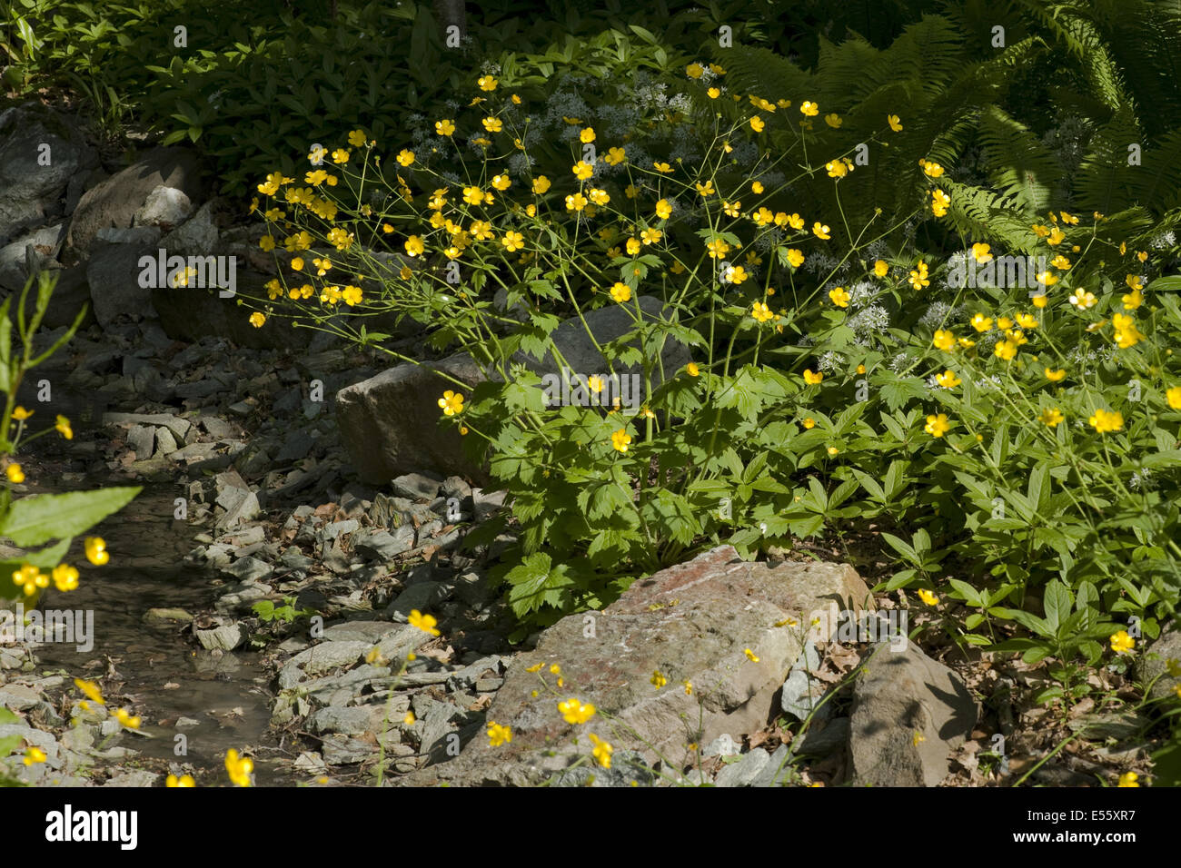 Woolly weed hi-res stock photography and images - Alamy