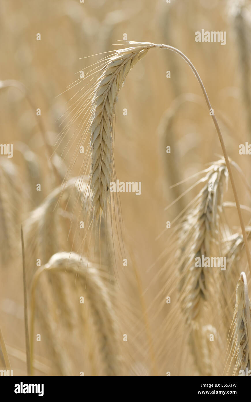 common rye, secale cereale Stock Photo
