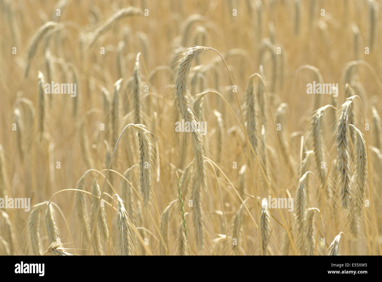 common rye, secale cereale Stock Photo