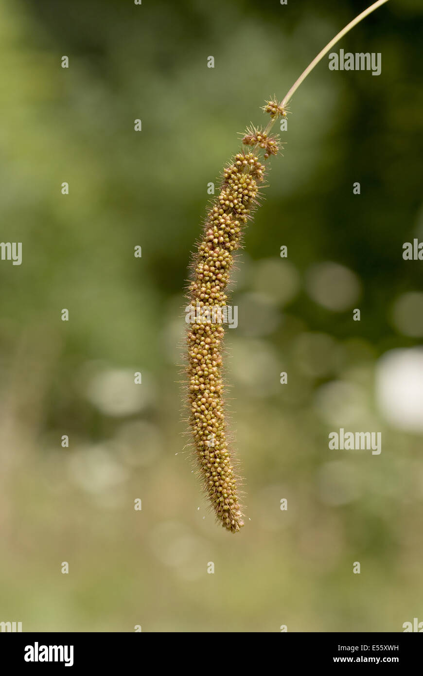 Italian foxtail millet setaria italica hi-res stock photography and ...