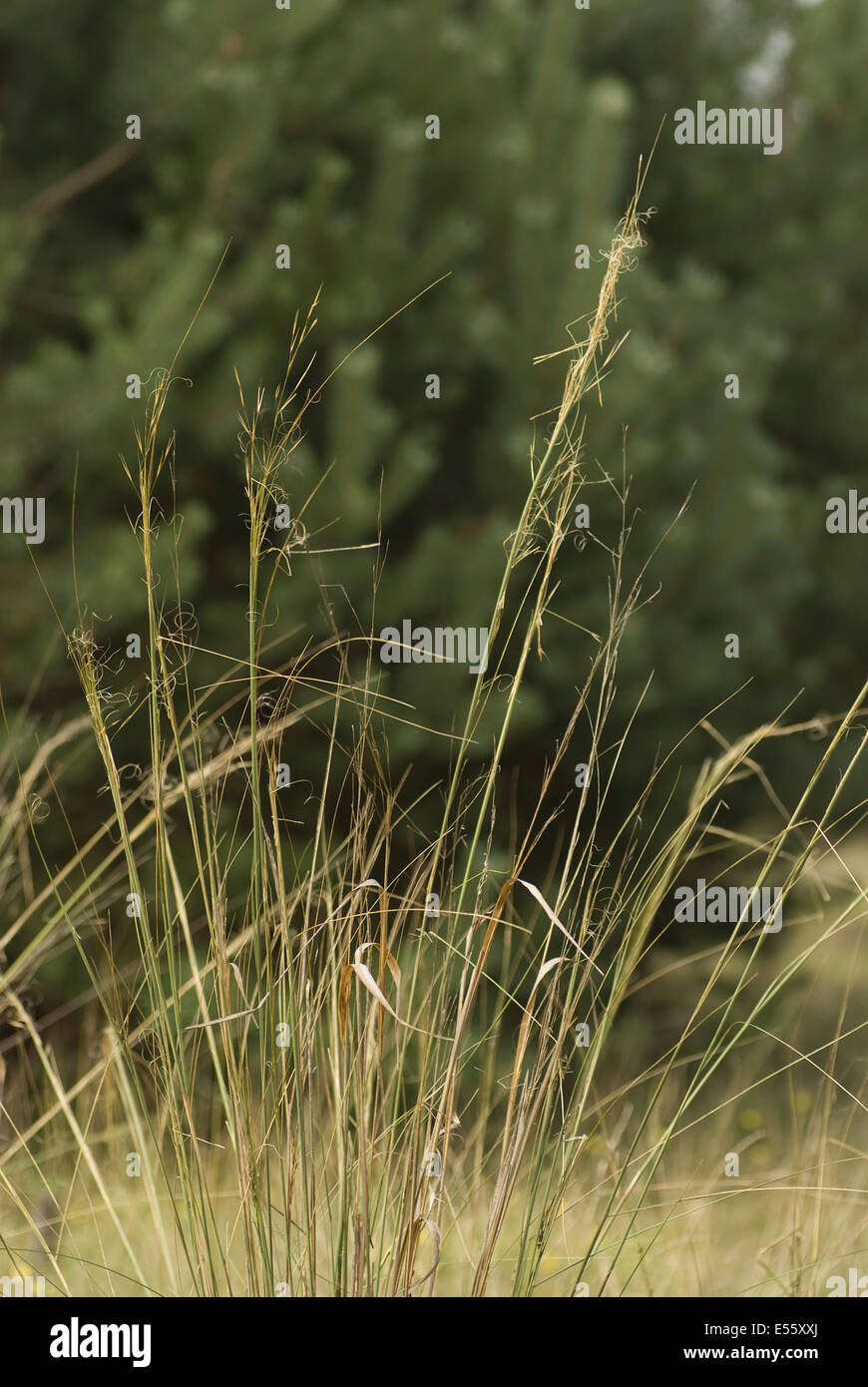 feather grass, stipa capillata Stock Photo