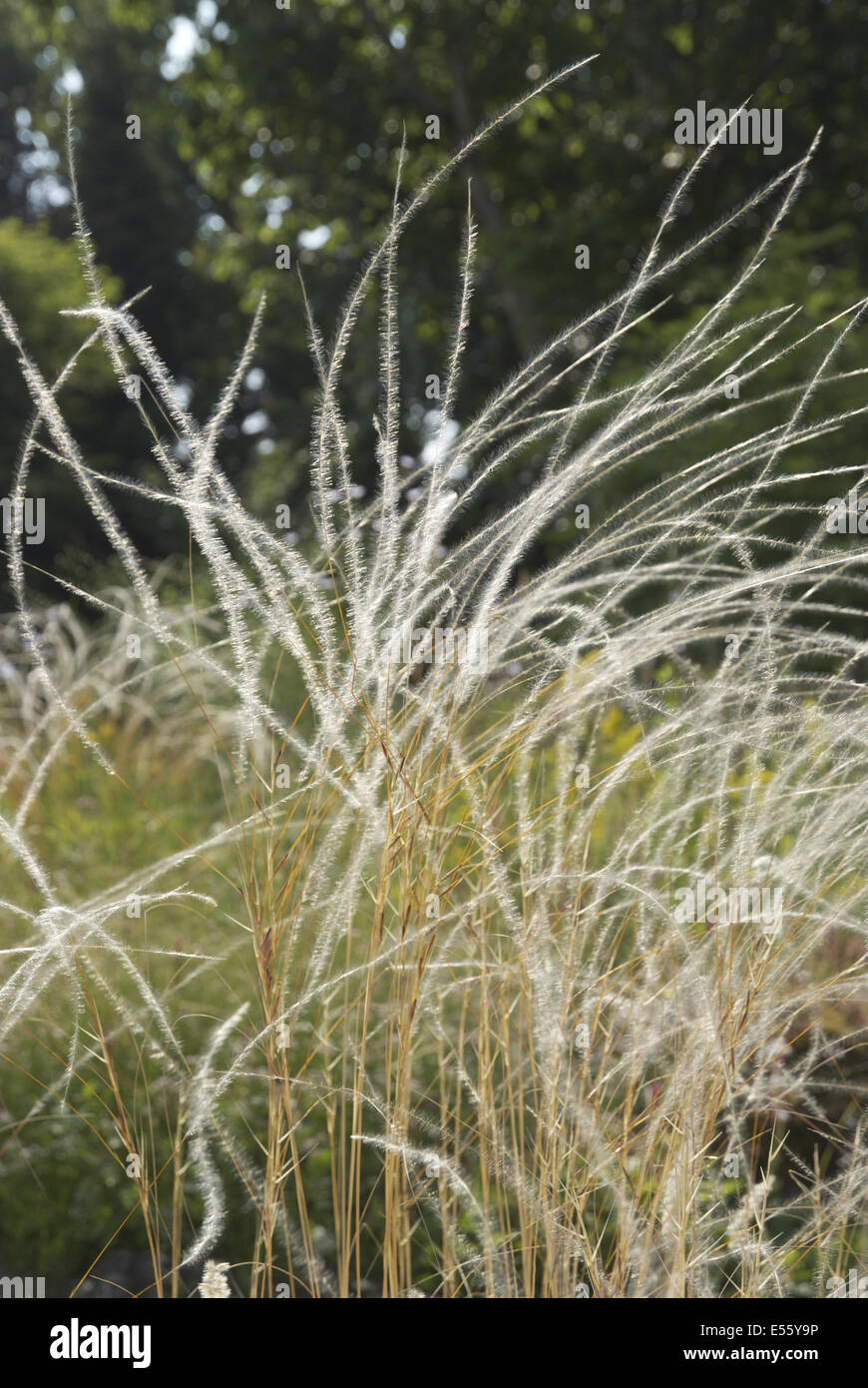 Stipa pennata hi-res stock photography and images - Alamy