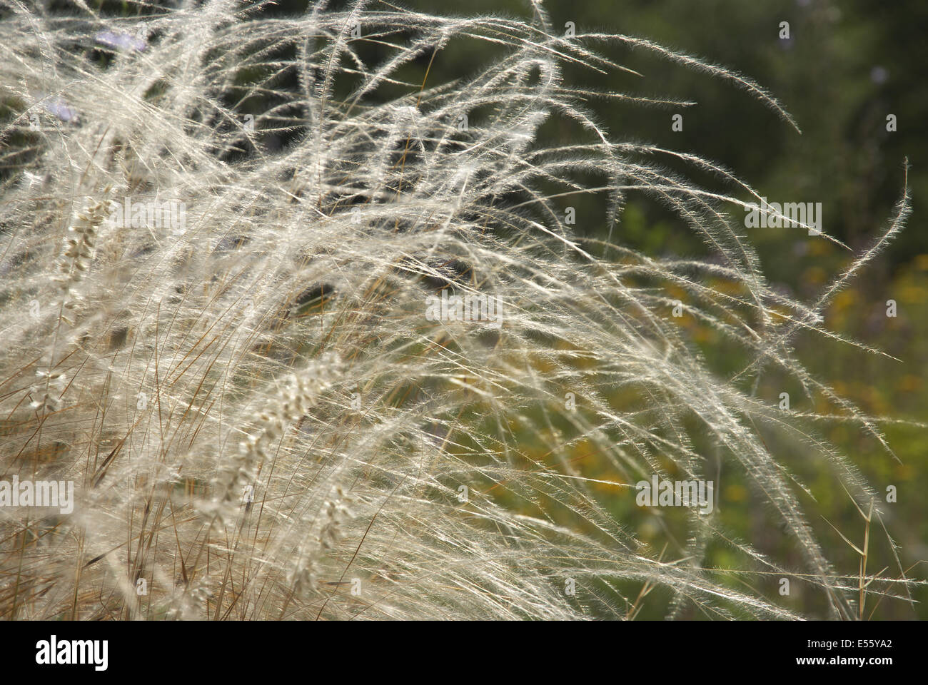 feather grass, stipa pennata Stock Photo