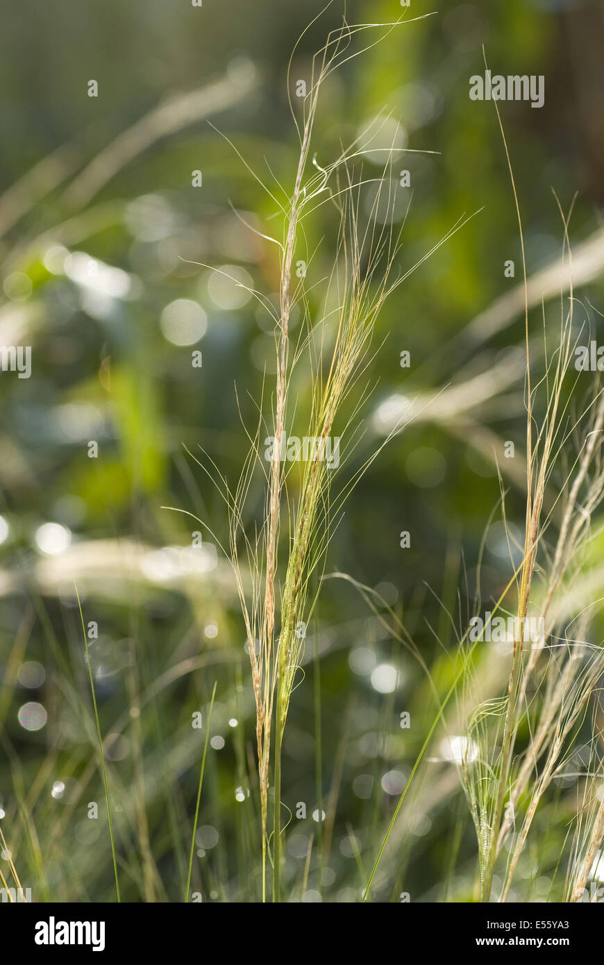 feather grass, stipa tenuissima Stock Photo