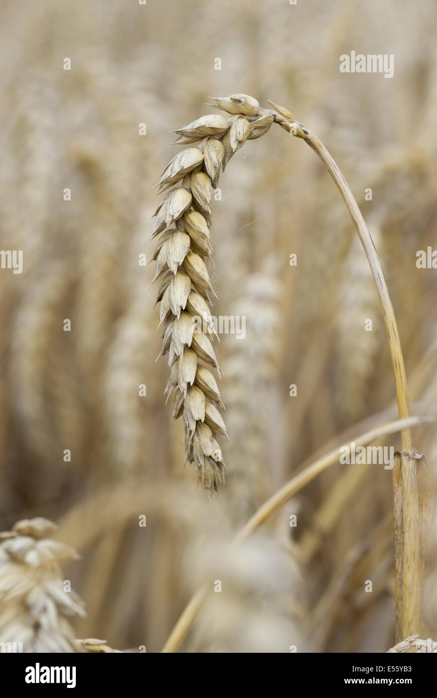 common wheat, triticum aestivum Stock Photo