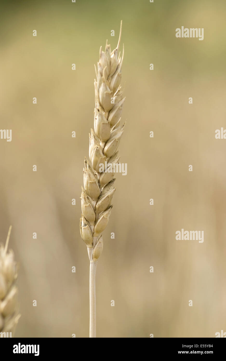 common wheat, triticum aestivum Stock Photo