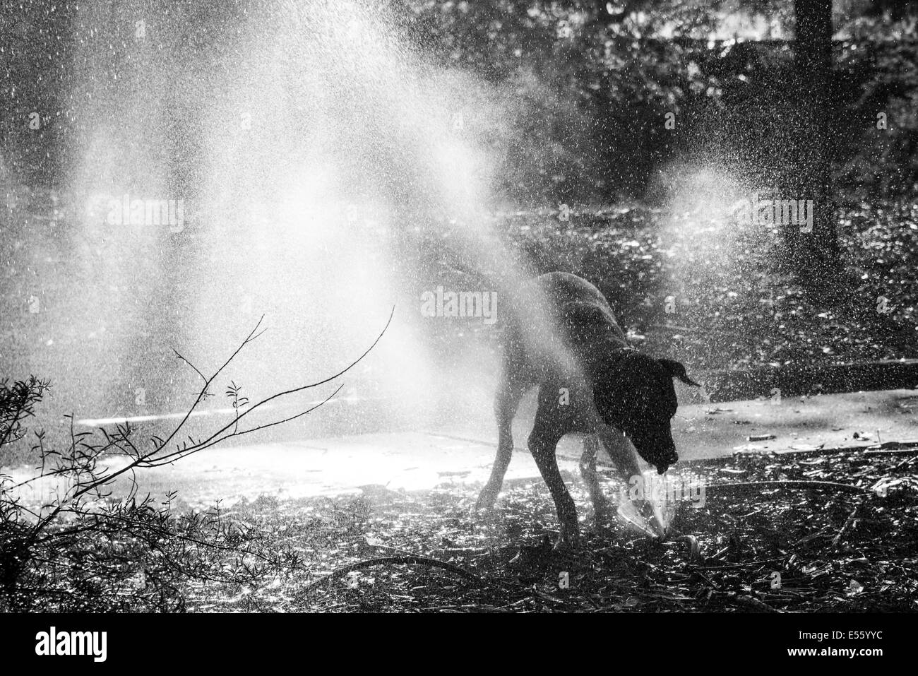 Dog playing and drinking from water leak Stock Photo Alamy