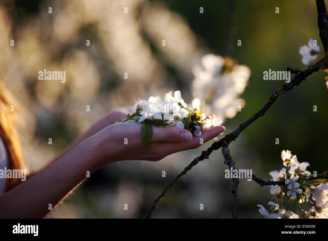 Portrait of a young woman with cherry blossoms Stock Photo - Alamy