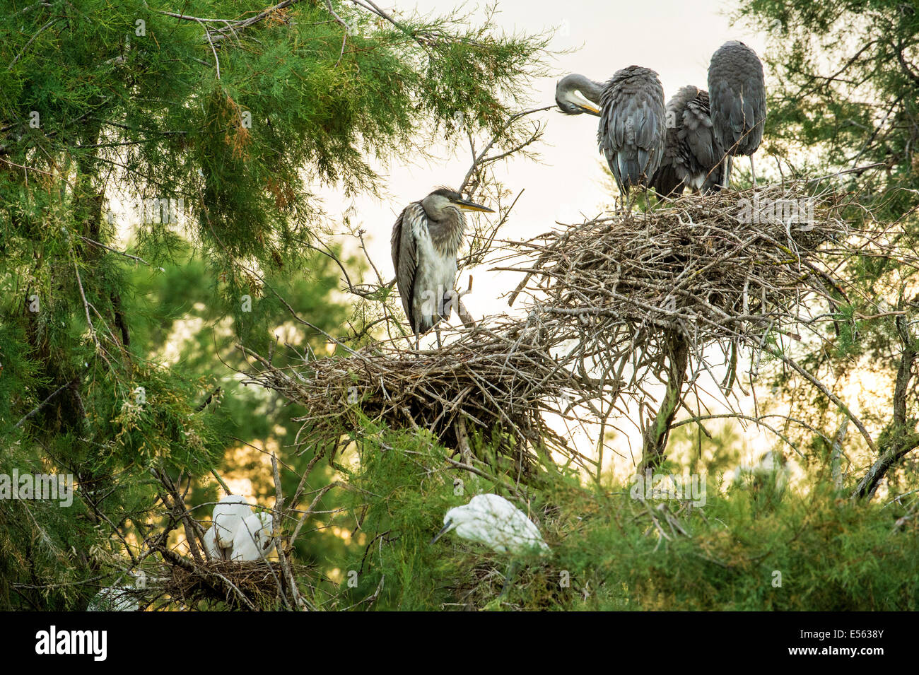 Grey heron nest Stock Photo Alamy