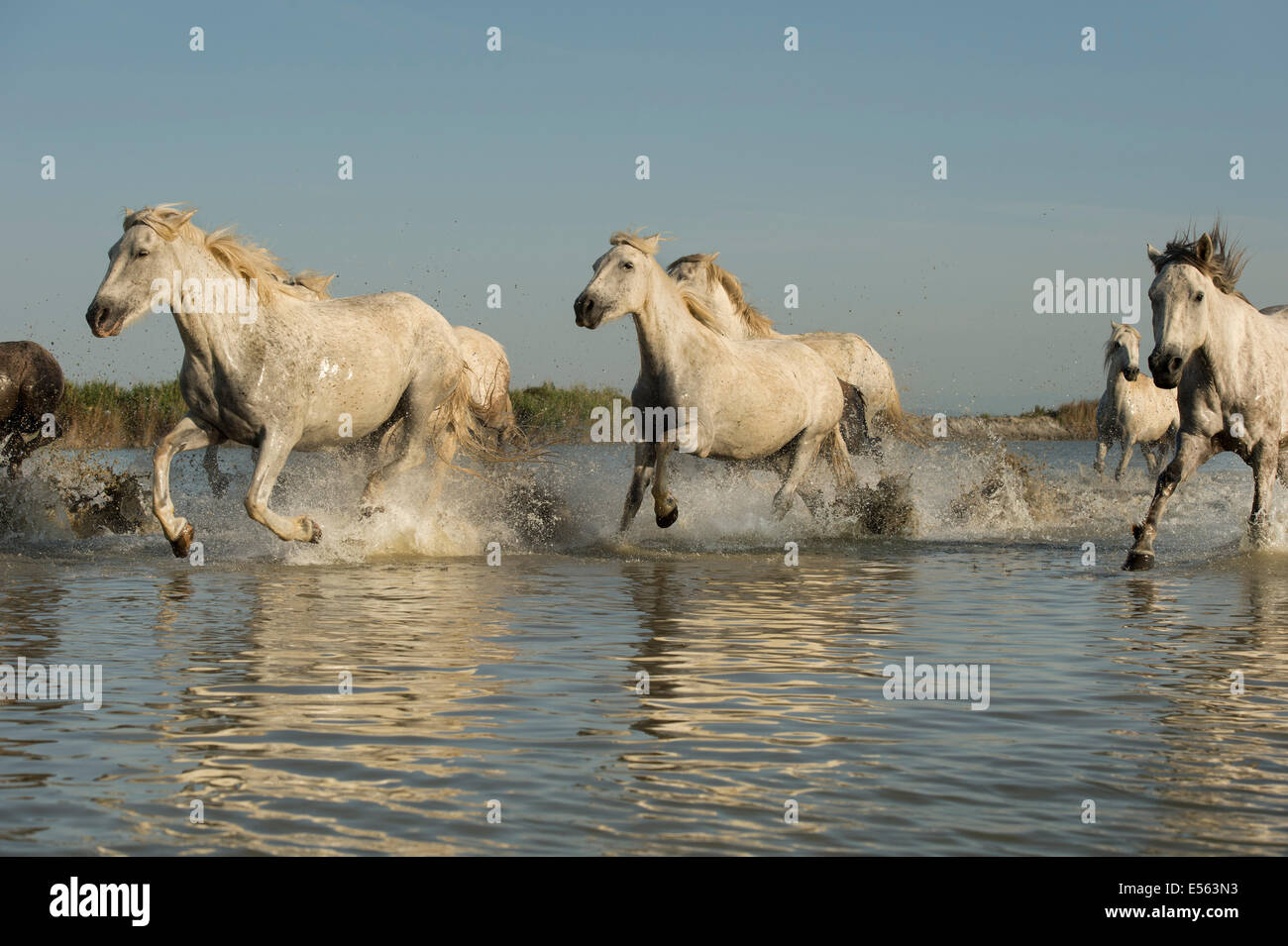 White Horses of the Camargue Stock Photo - Alamy